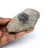Trilobites fosilizados en matriz de Marruecos - 0