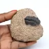 Fósil de trilobites en matriz - 0
