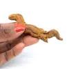 Coprolito de reptil - 0