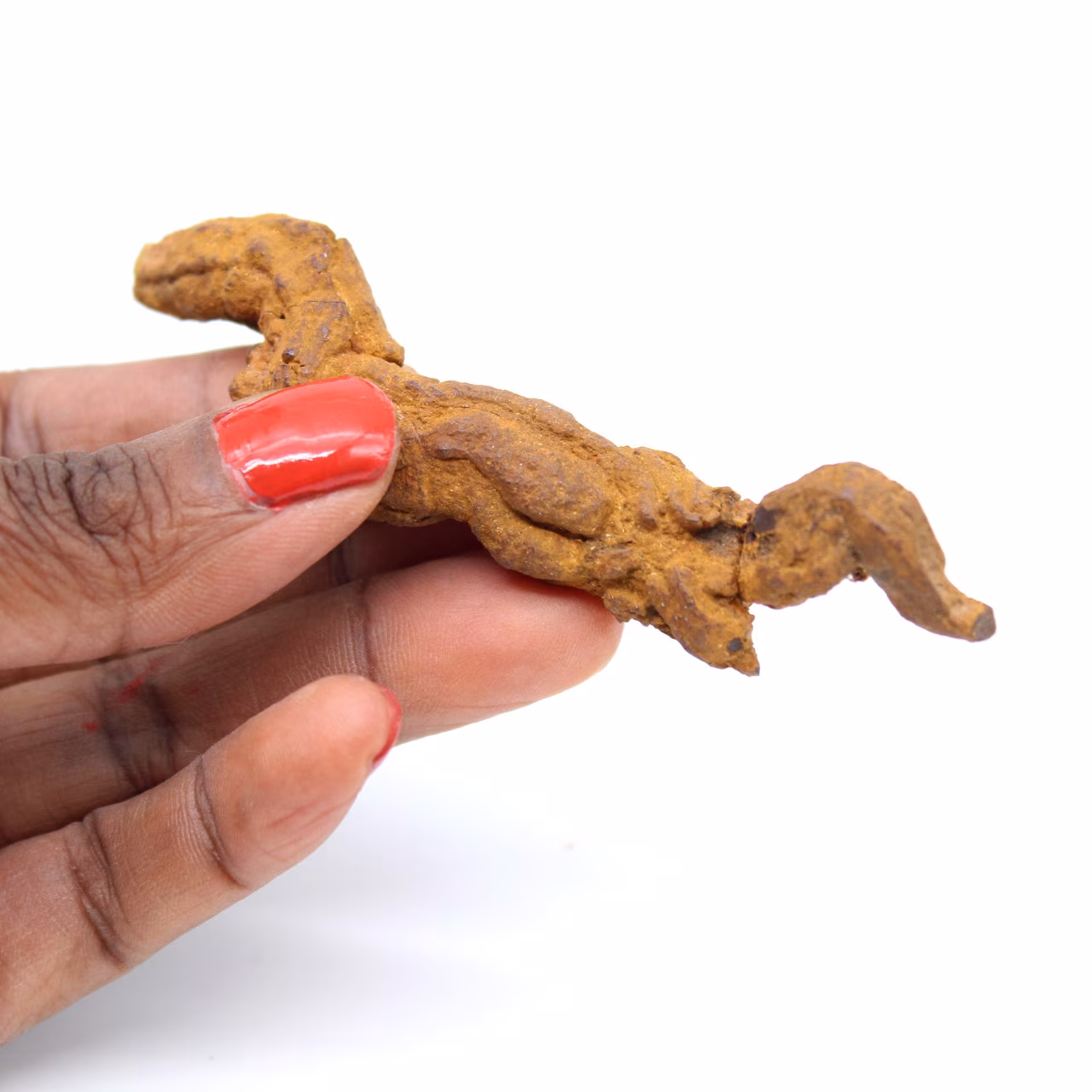Coprolito de reptil