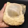 Concha fósil - 0