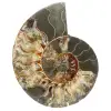 Amonita de Madagascar - 0