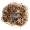 Madera petrificada pulida de Madagascar - 0