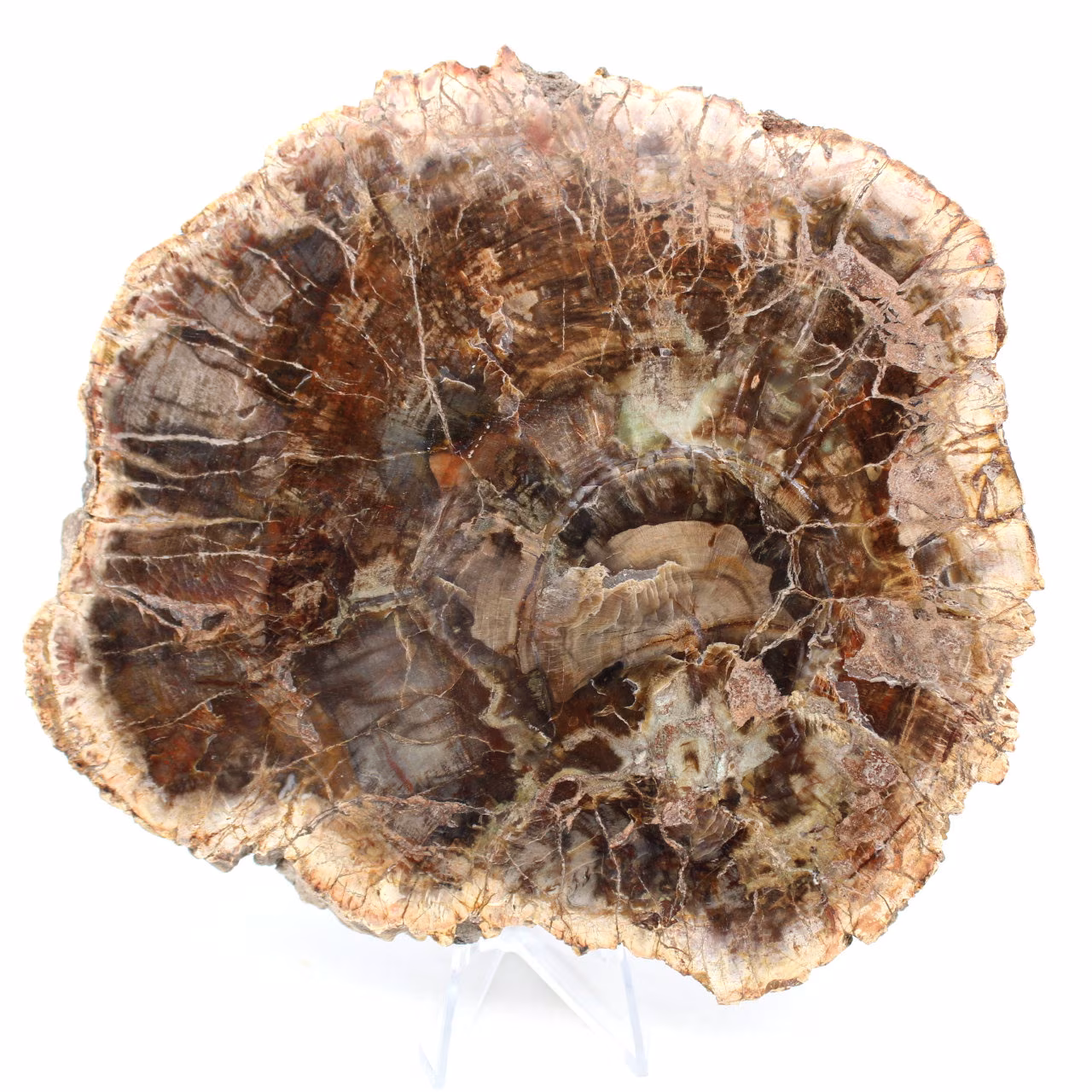 Madera petrificada pulida de Madagascar