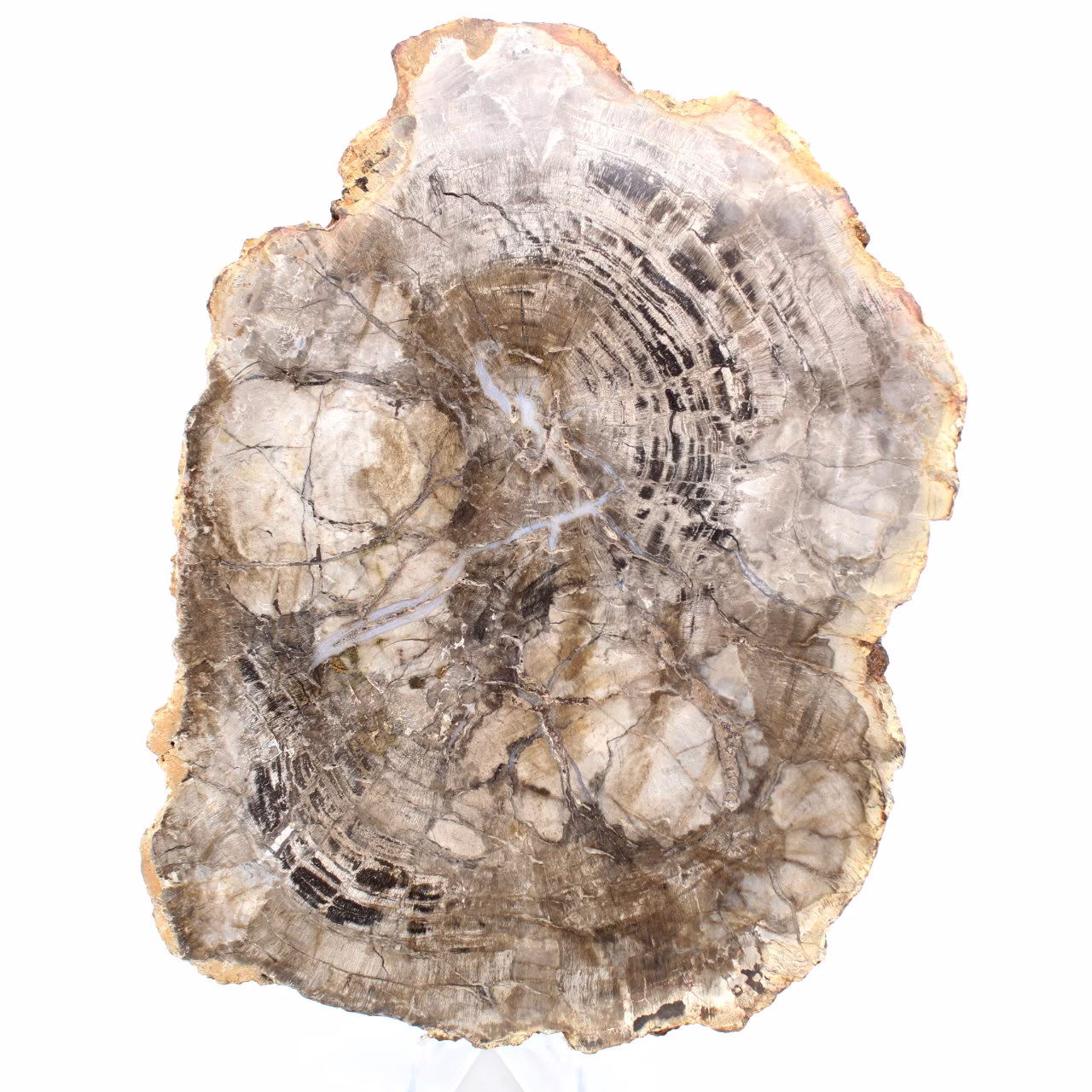 Madera fosilizada pulida de Madagascar