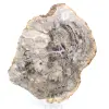 Madera natural silicificada pulida - 0