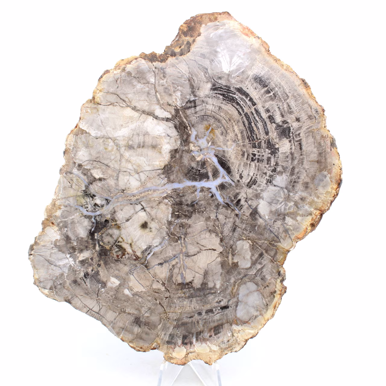Madera natural silicificada pulida