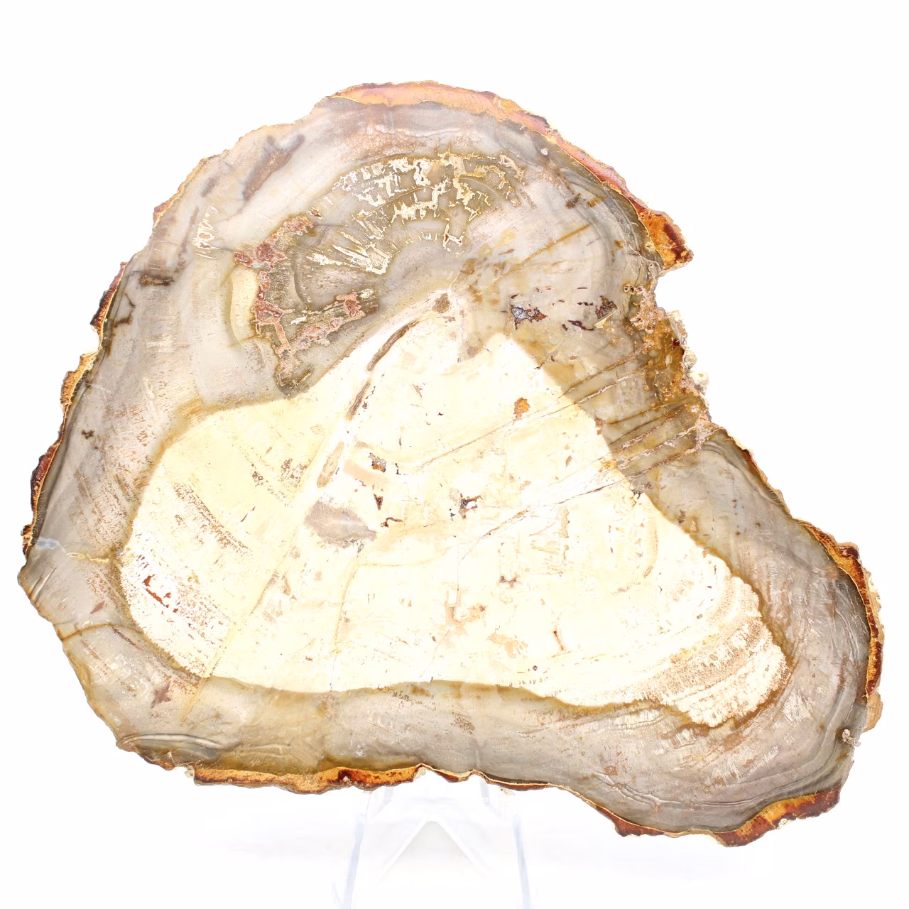 Rebanada de madera fosilizada de Madagascar