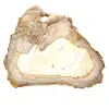 Madera natural silicificada pulida - 0
