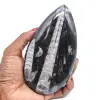Orthoceras fósil - 0