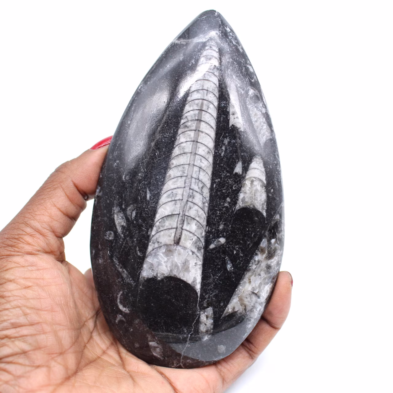 Orthoceras fósiles naturales