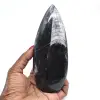 Orthoceras fósil pulido - 0