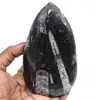 Orthoceras pulido de marruecos - 0