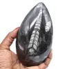 Orthoceras fósiles naturales - 0