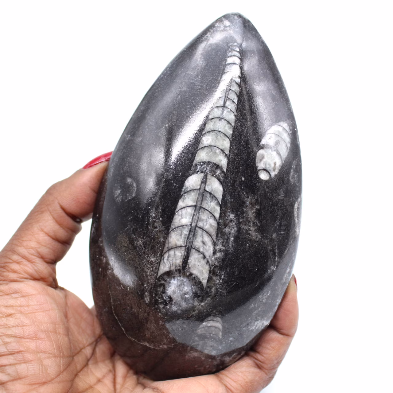Orthoceras fósiles naturales