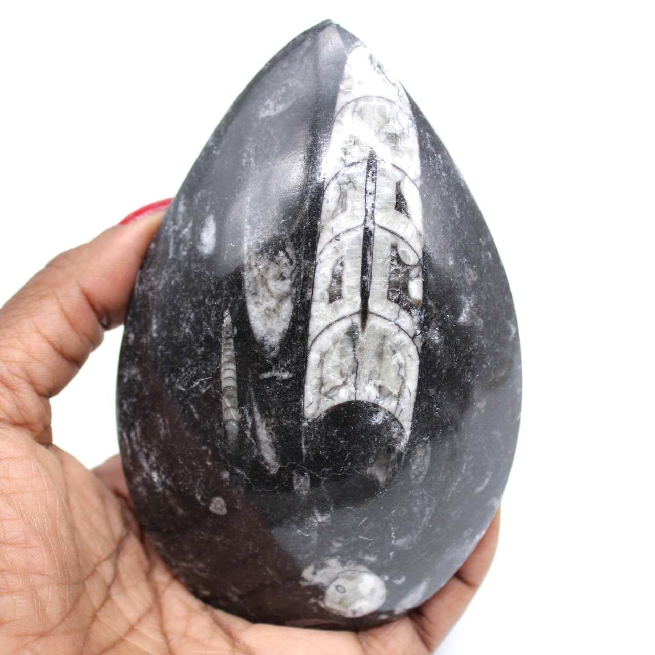 Orthoceras fosilizados