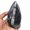 Orthoceras fósil pulido - 0