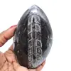 Orthoceras pulido de marruecos - 0