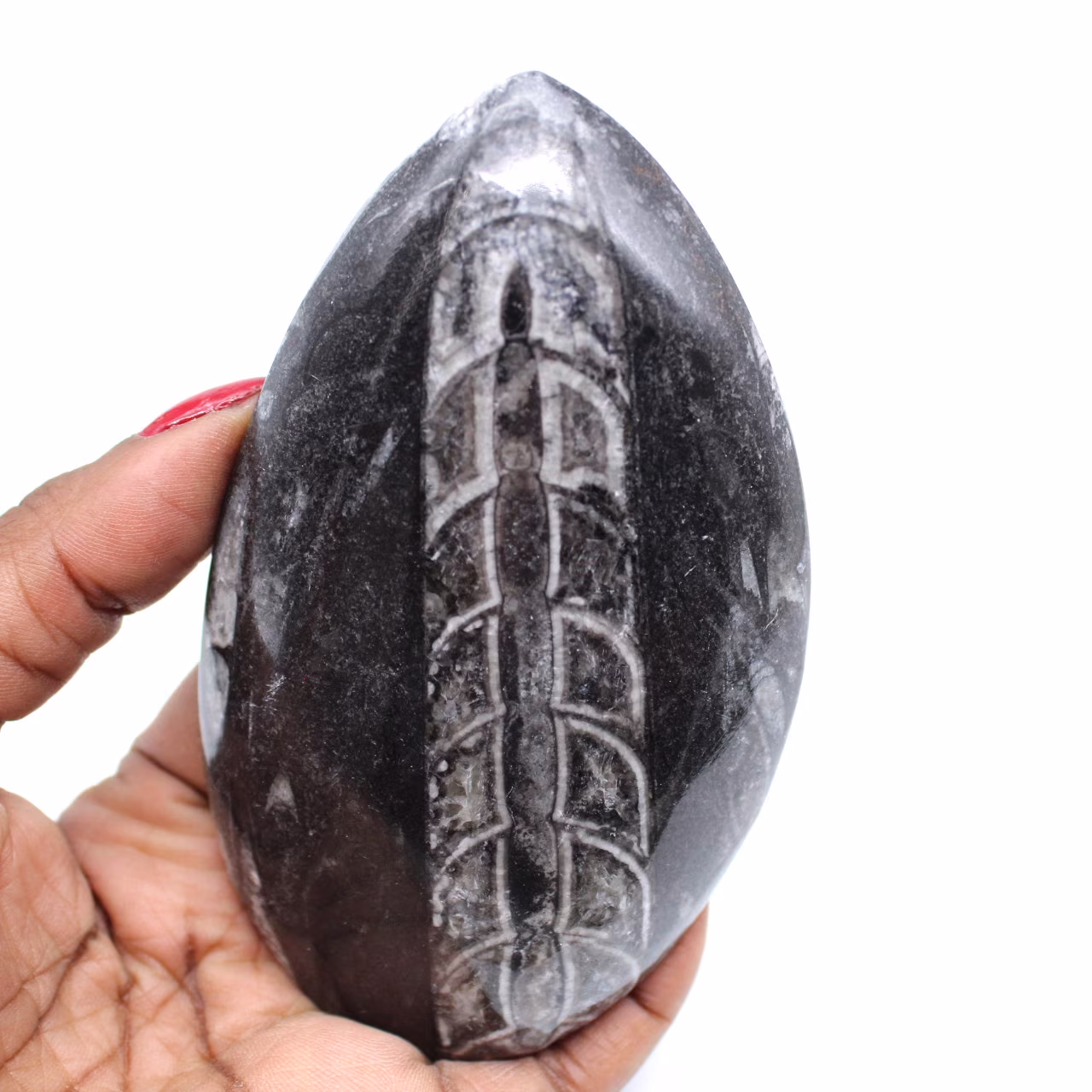 Orthoceras pulido de marruecos