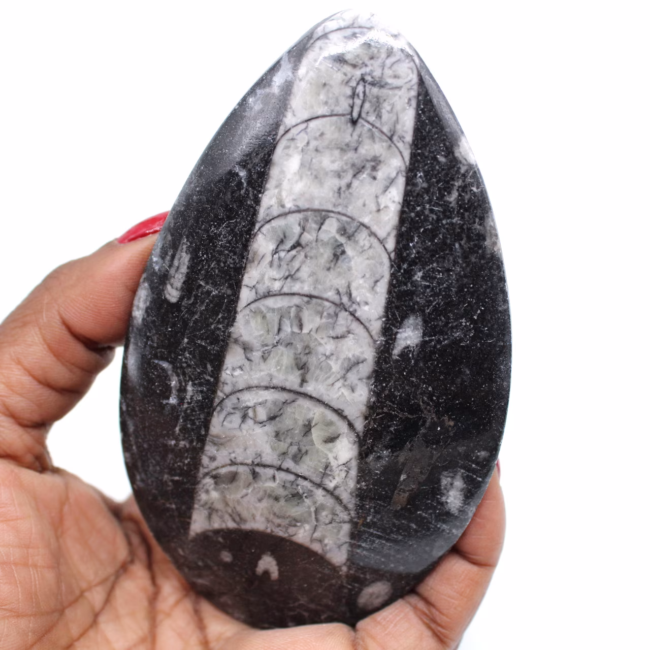 Orthoceras fosilizados