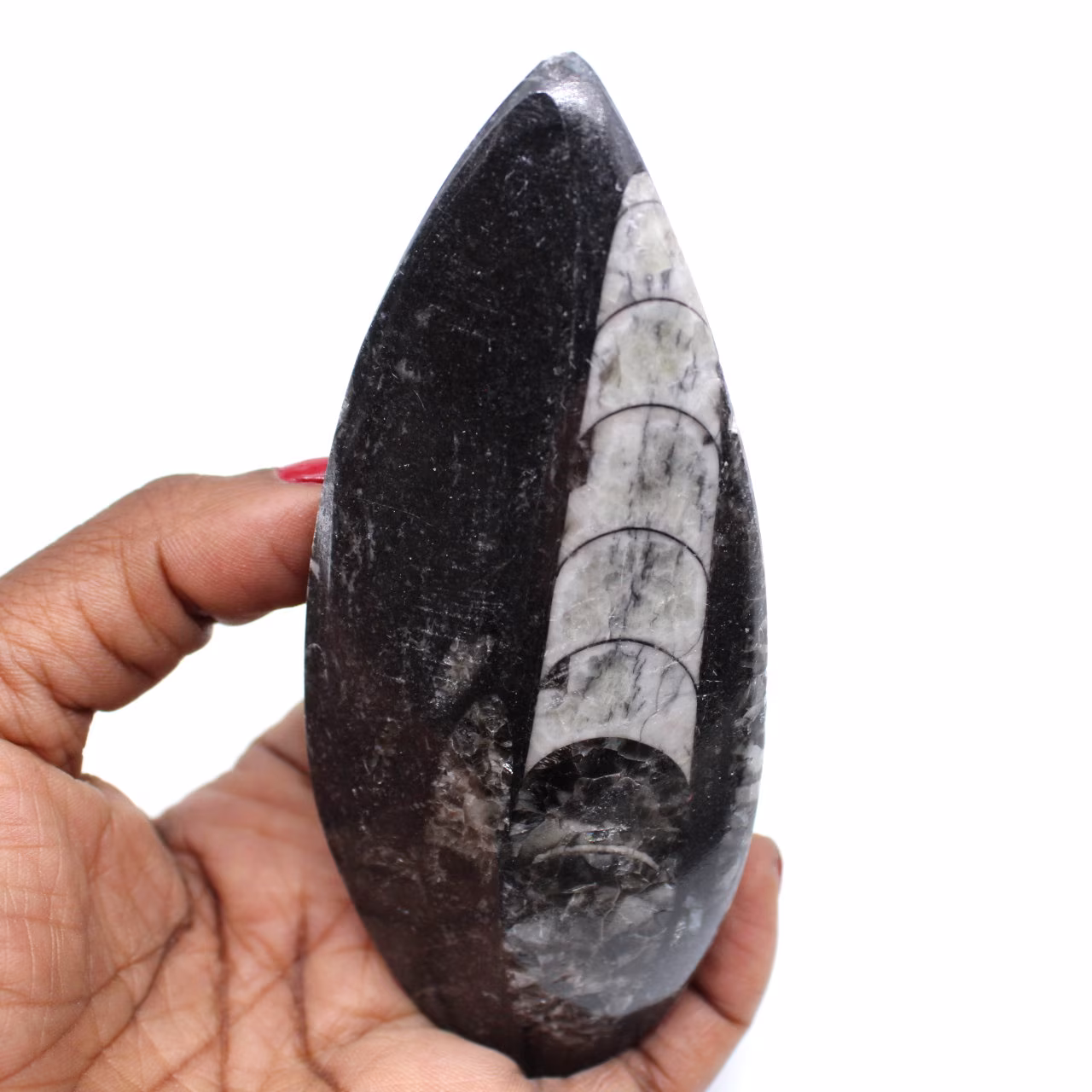 Fósil de orthoceras natural