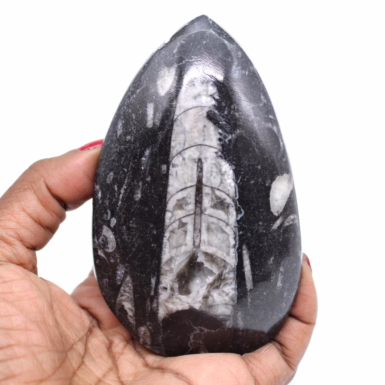 Orthoceras pulido de marruecos