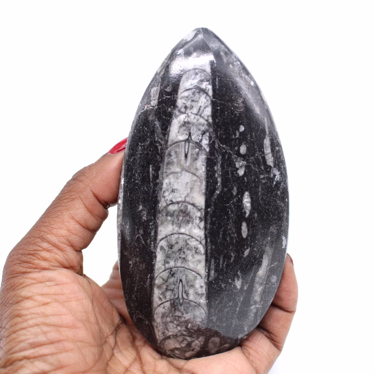 Orthoceras fósiles naturales