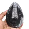 Orthoceras fosilizados - 0