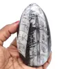 Orthoceras pulido de marruecos - 0