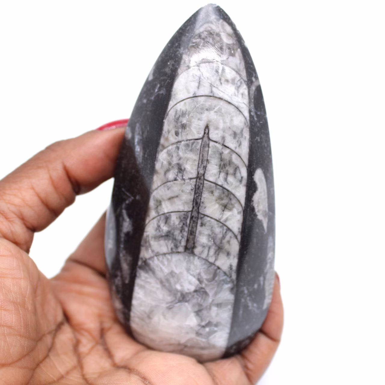 Orthoceras fósiles naturales