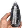 Ortoceras pulidas - 0