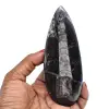 Orthoceras fosilizados - 0