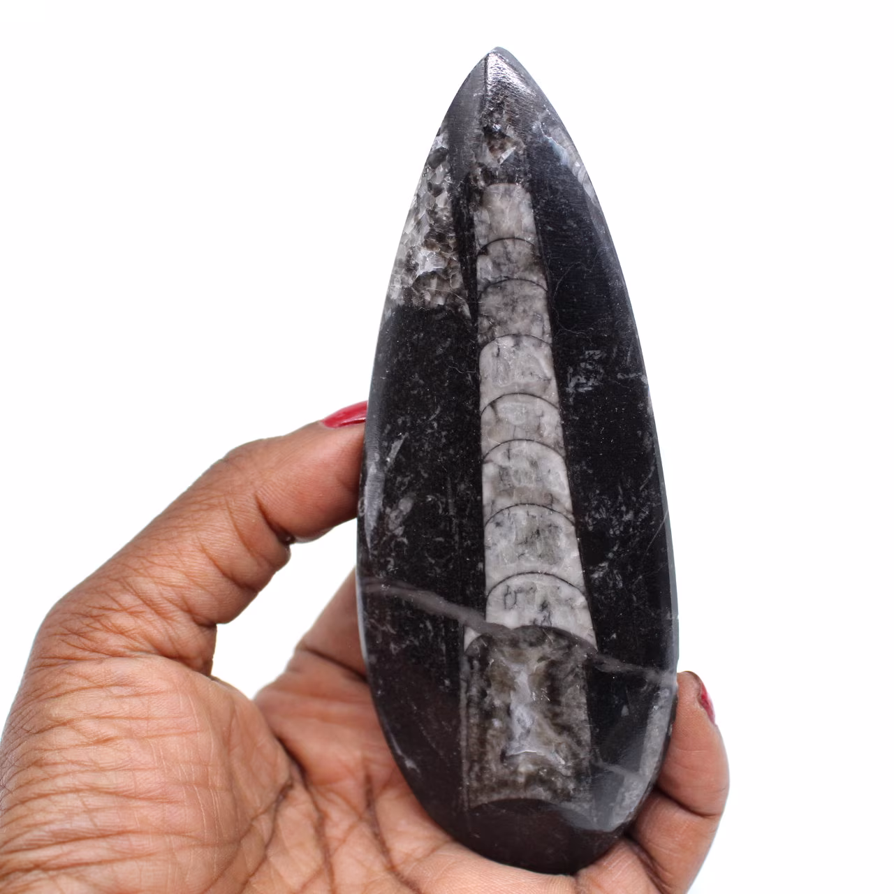 Orthoceras fosilizados