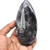 Fósil de orthoceras natural - 0