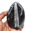 Orthoceras pulido de marruecos - 0