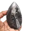 Orthoceras fosilizados - 0