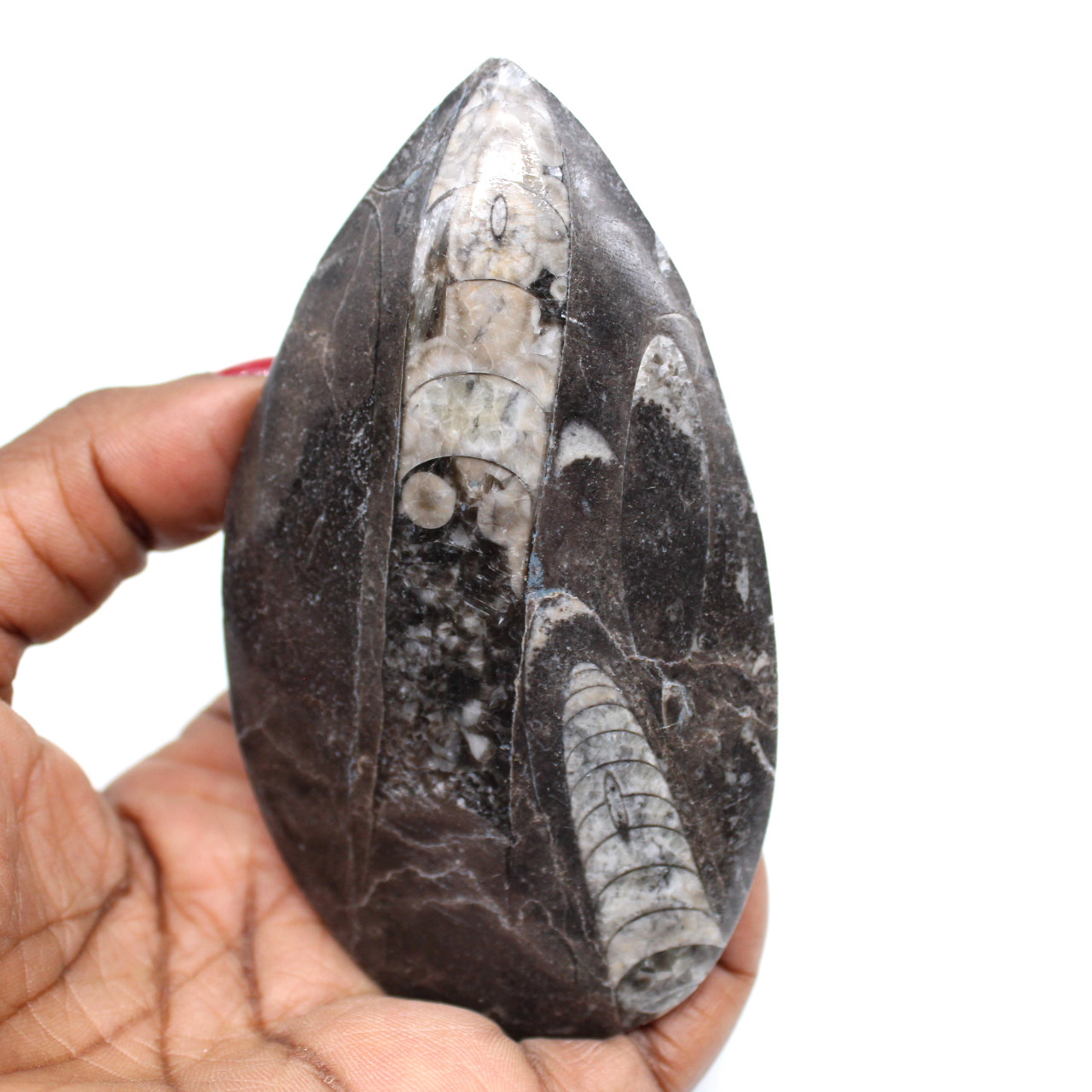 Orthoceras fosilizados