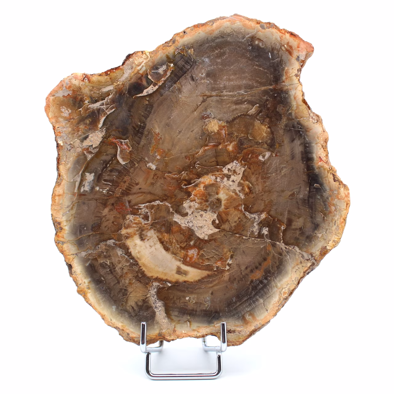 Madera fosilizada natural