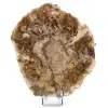 Madera petrificada de Madagascar - 0
