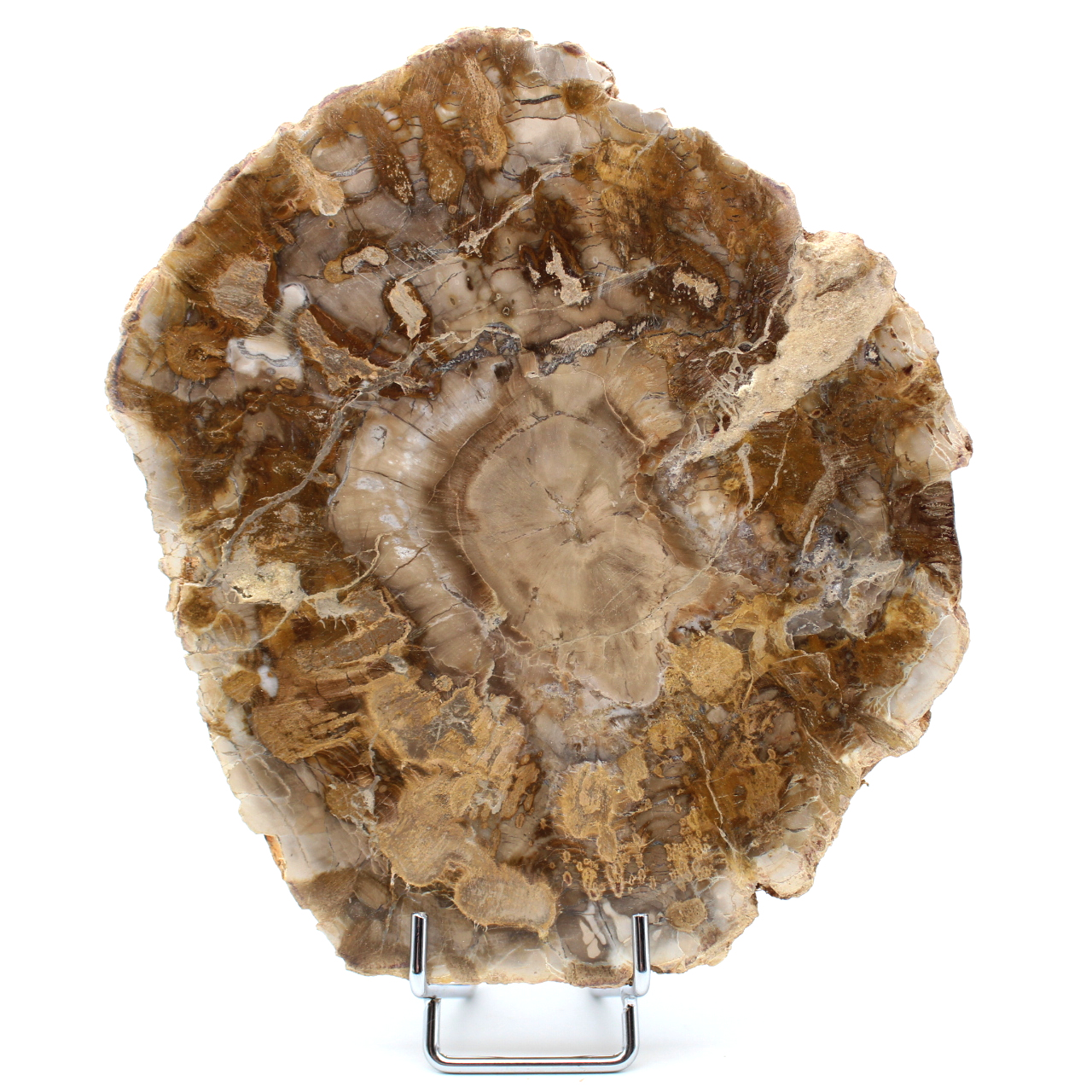Madera petrificada de Madagascar