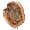 Rebanada de madera fosilizada de Madagascar - 0
