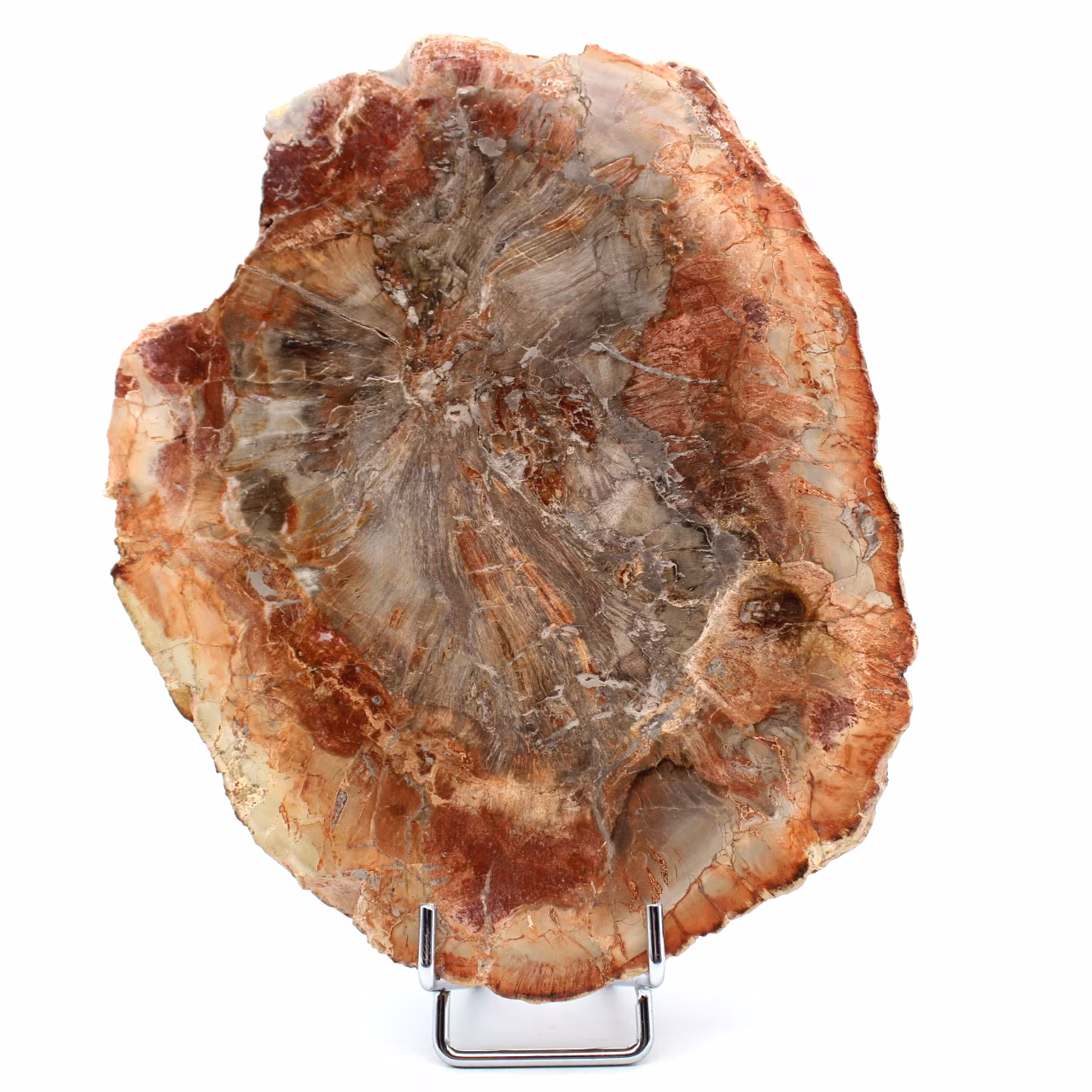 Rebanada de madera fosilizada de Madagascar