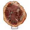 Rebanada de madera silicificada de Madagascar - 0