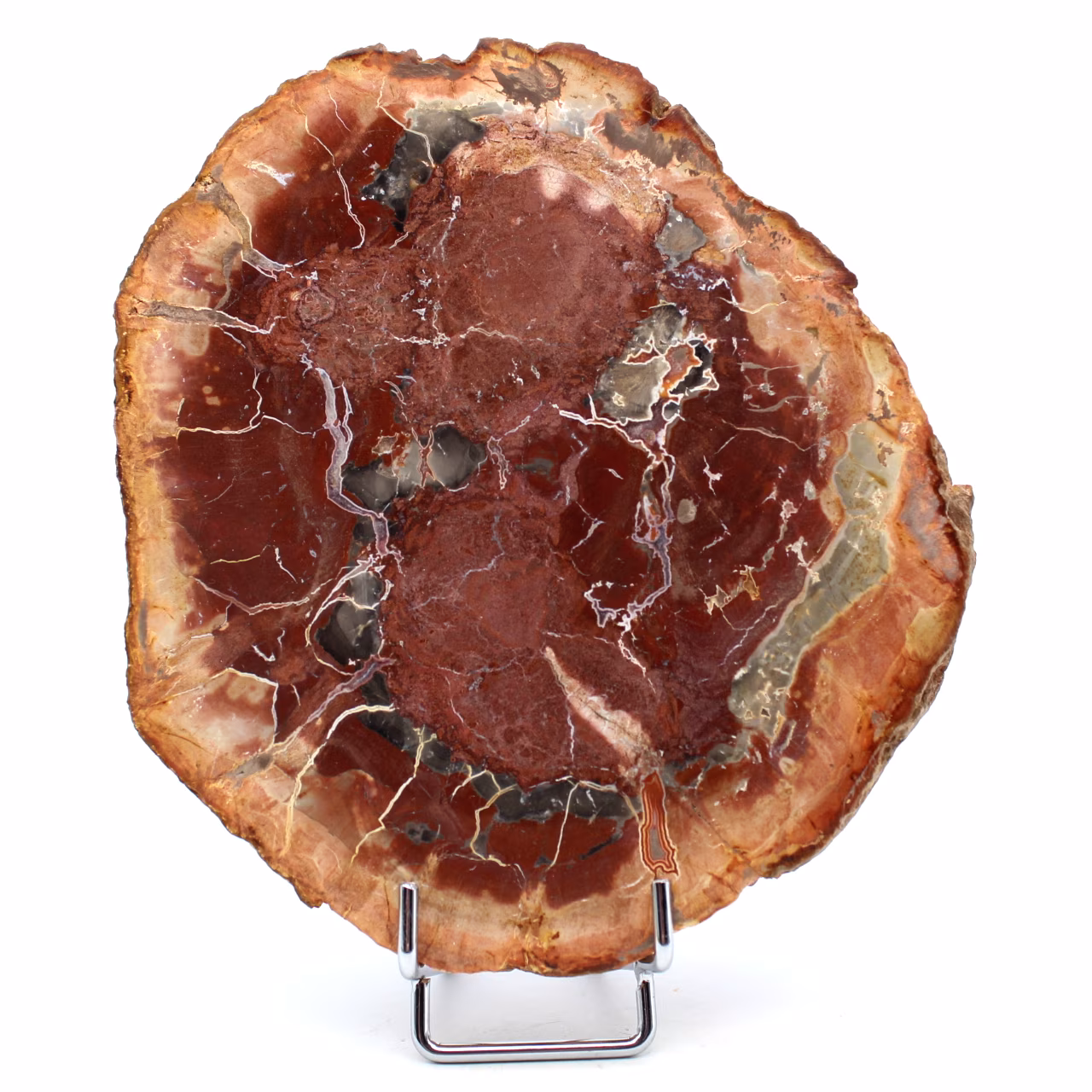 Rebanada de madera silicificada de Madagascar
