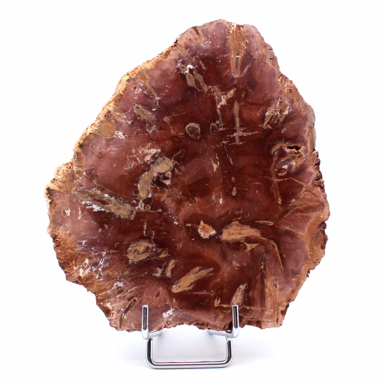 Madera pulida fosilizada de Madagascar