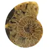 Amonites naturales de madagascar - 0