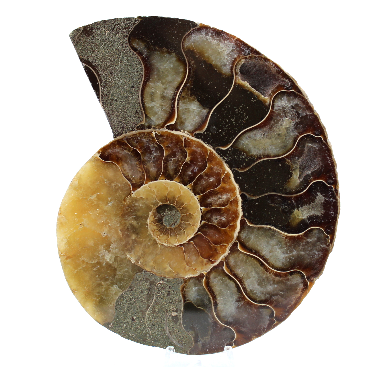 Amonita natural pulida de madagascar