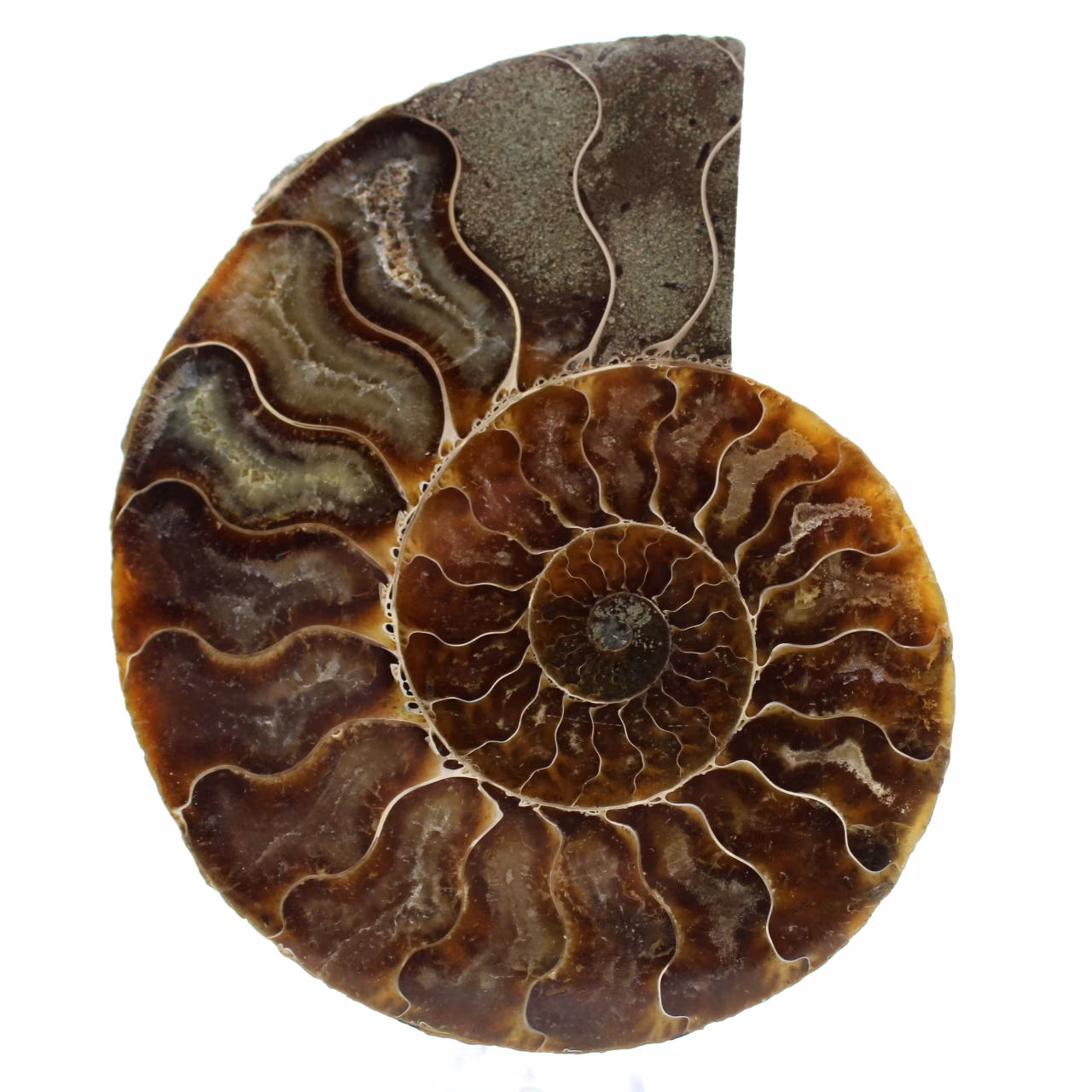 Amonita aserrada pulida