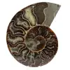 Amonites naturales de madagascar - 0