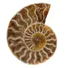 Amonita pulida de madagascar - 0